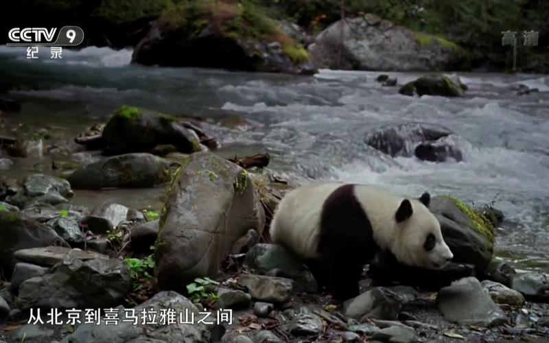 9只失踪大熊猫:“获得签证的时限超过了既定程序”  第3张