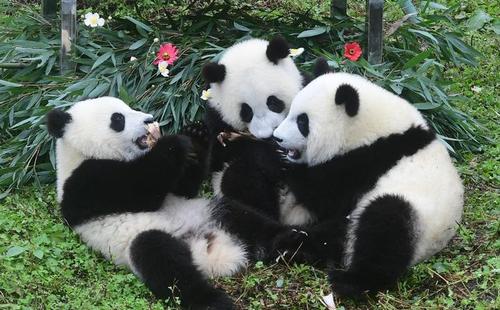 9只失踪大熊猫:“获得签证的时限超过了既定程序”