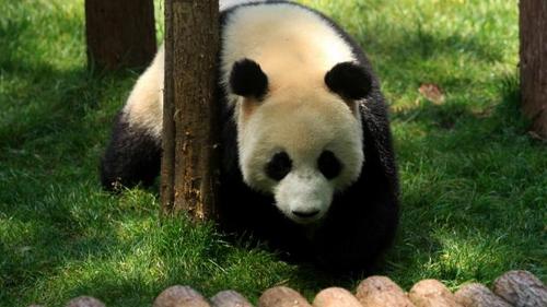 9只失踪大熊猫:“获得签证的时限超过了既定程序”  第2张
